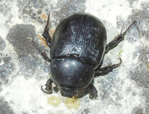 Réf. 196 561 : Pentodon bidens punctatum